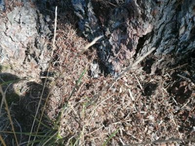 Ameisen an der Lärche