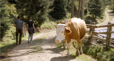 Der Bauer und der Bobo